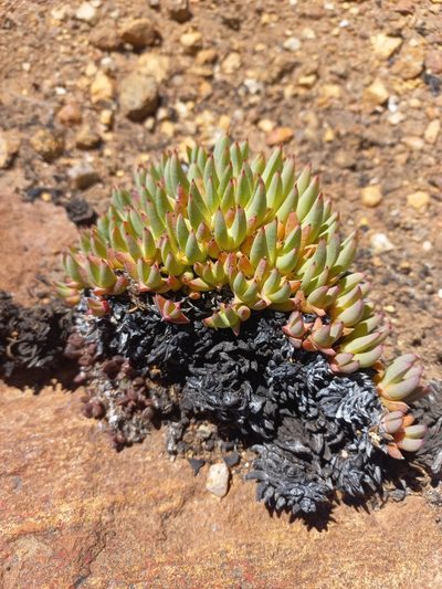 Cheiridopsis imitans, photographed by Brian du Preez