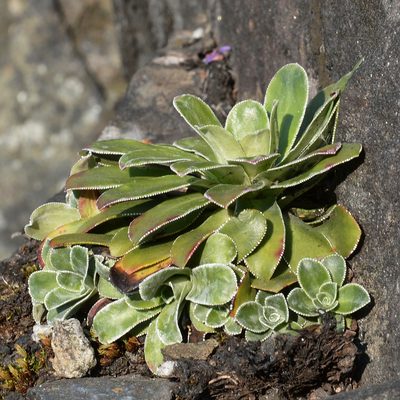Saxifraga cotyledon, photographed by Ryan Hodnett