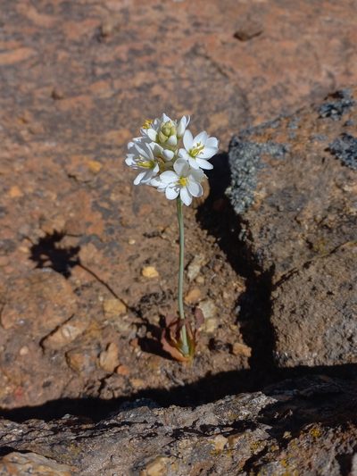 Eliokarmos pruinosus, photographed by Brian du Preez