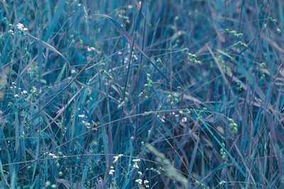 Carex tenera, photographed by Étienne Lacroix-Carignan