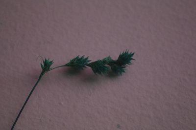 Carex tenera, photographed by Étienne Lacroix-Carignan