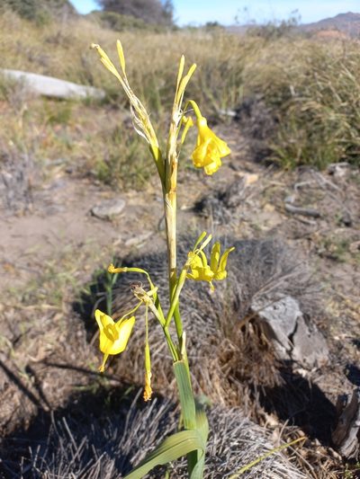 Moraea pendula, photographed by Brian du Preez