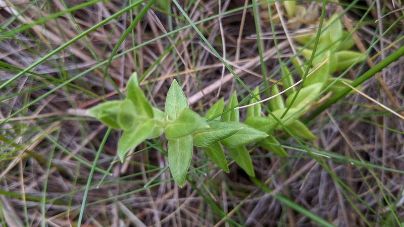 Stellaria littoralis, photographed by velodrome