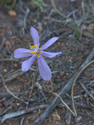 Moraea monticola, photographed by Brian du Preez