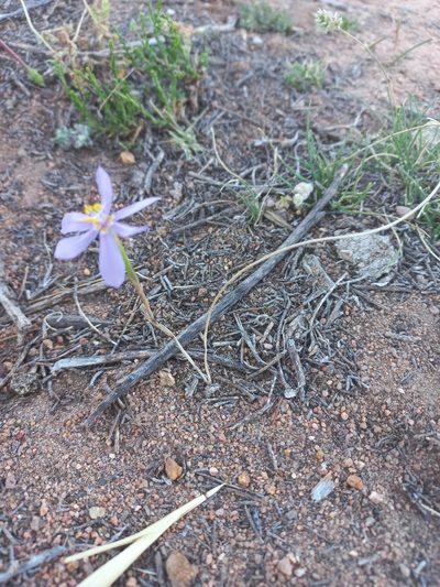 Moraea monticola, photographed by Brian du Preez