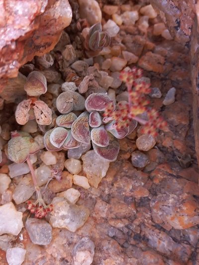 Crassula sericea, photographed by Brian du Preez