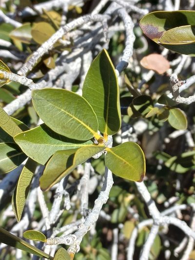 Ficus ilicina, photographed by Brian du Preez