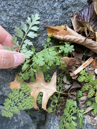 Corydalis cheilanthifolia, photographed by Zihao Wang