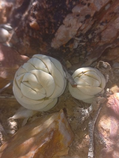 Crassula alstonii, photographed by Brian du Preez