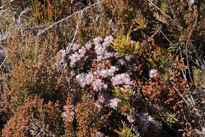 Serruria rostellaris, photographed by Tony Rebelo