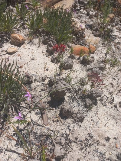 Codonorhiza micrantha, photographed by Brian du Preez