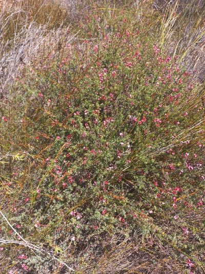 Indigofera dillwynioides, photographed by Brian du Preez