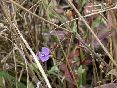 Murdannia nudiflora, photographed by geosesarma
