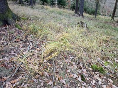 Calamagrostis epigejos, photographed by Vladimír Fuka