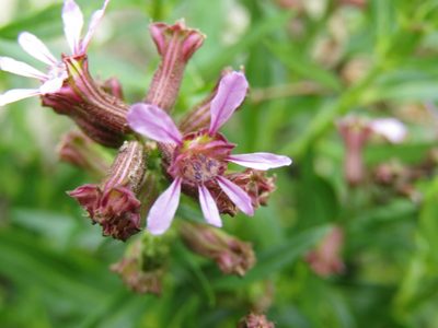 Cuphea fruticosa, photographed by Candela Castro