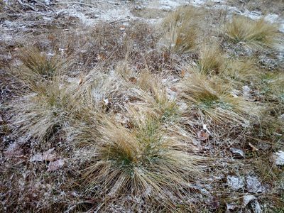 Nardus stricta, photographed by Vladimír Fuka