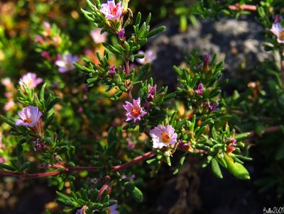 Frankenia ericifolia, photographed by David Ballesteros