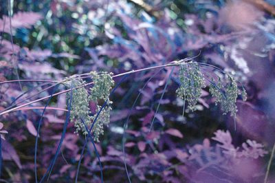 Scirpus atrocinctus, photographed by Étienne Lacroix-Carignan