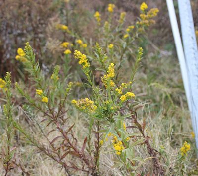Solidago sempervirens, photographed by Even Dankowicz