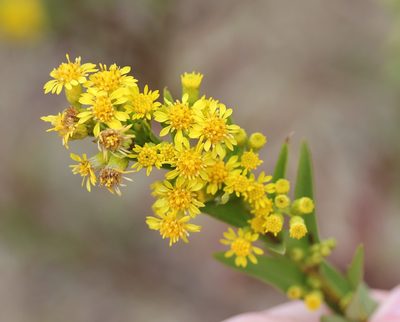 Solidago sempervirens, photographed by Even Dankowicz