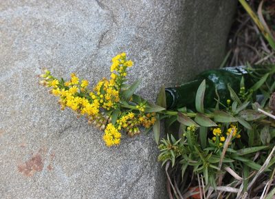 Solidago sempervirens, photographed by Even Dankowicz