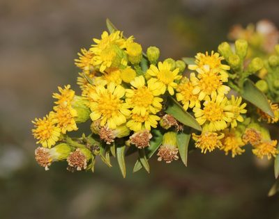 Solidago sempervirens, photographed by Even Dankowicz