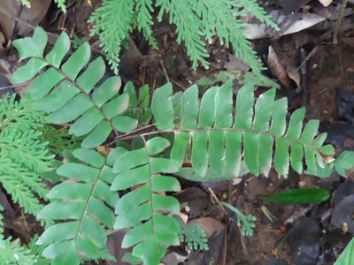 Adiantum latifolium, photographed by Francis Pérez