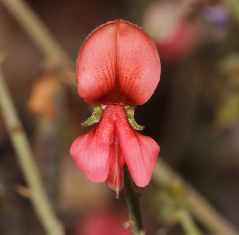 Indigofera heterotricha, photographed by Brian du Preez
