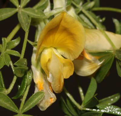 Leobordea magnifica, photographed by Brian du Preez