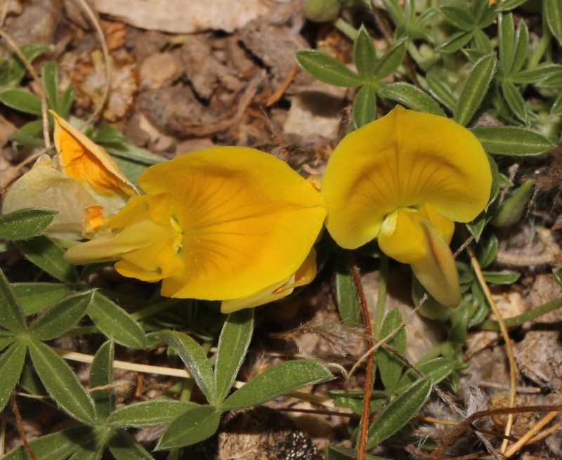 Leobordea magnifica, photographed by Brian du Preez