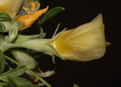 Leobordea magnifica, photographed by Brian du Preez