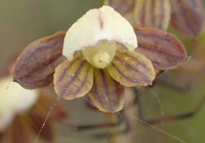 Eulophia cochlearis, photographed by Nicola van Berkel