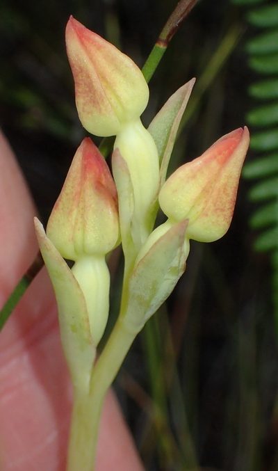 Pterygodium cleistogamum, photographed by Nicola van Berkel