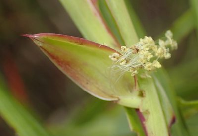 Cliffortia graminea, photographed by Nicola van Berkel