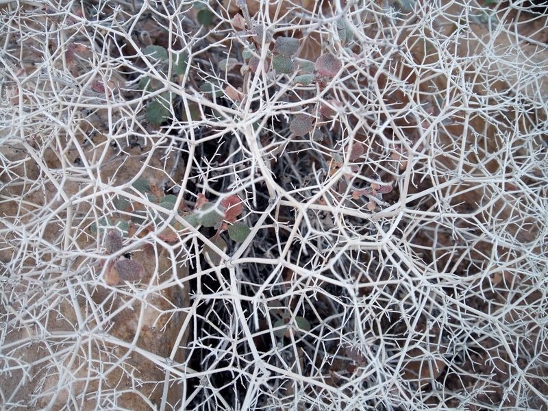 Eriogonum corymbosum, photographed by steve b