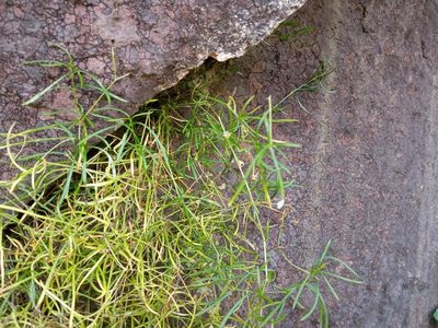 Moehringia muscosa, photographed by Josep Gesti