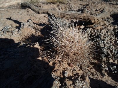 Sclerocactus parviflorus, photographed by steve b