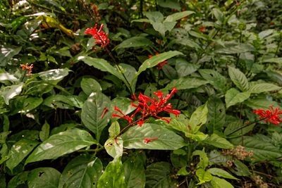 Odontonema cuspidatum, photographed by Christian Back