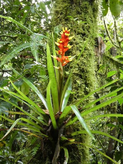 Guzmania donnellsmithii, photographed by Kai Squires