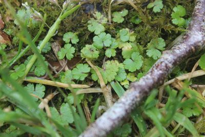 Hydrocotyle novae-zeelandiae, photographed by Joe Dillon