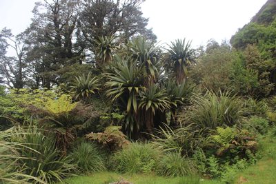 Cordyline indivisa, photographed by Joe Dillon