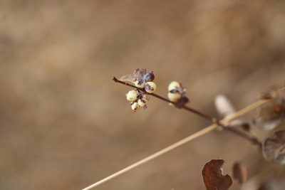 Symphoricarpos occidentalis