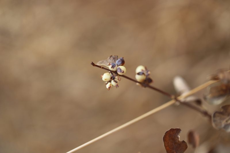 Symphoricarpos occidentalis, photographed by Steven Bodzin