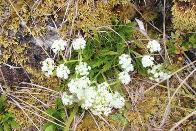 Aciphylla dissecta, photographed by Joe Dillon