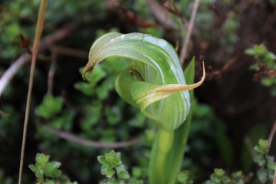 Pterostylis patens, photographed by Joe Dillon