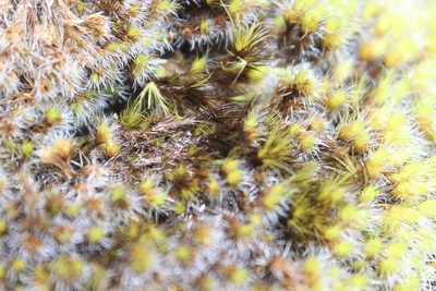 Campylopus clavatus, photographed by Joe Dillon