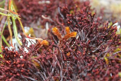 Syzygiella colorata, photographed by Joe Dillon