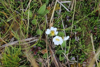 Euphrasia drucei, photographed by Joe Dillon