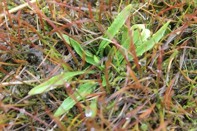 Plantago unibracteata, photographed by Joe Dillon