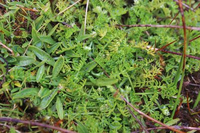 Plantago unibracteata, photographed by Joe Dillon